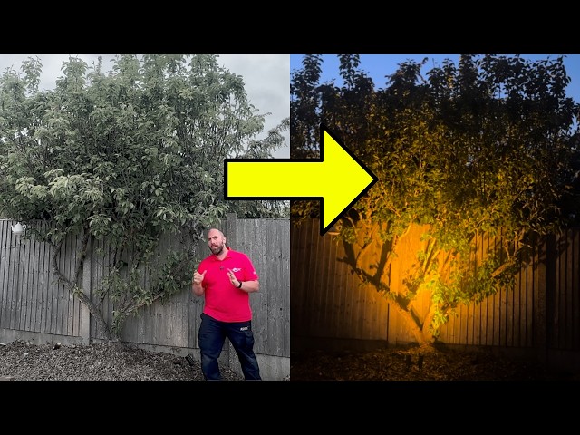 Garden Lighting: 6 Ideas That Deliver!
