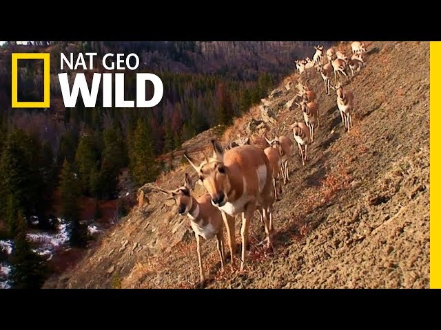 Pronghorn Face Modern Challenges | Nat Geo Wild