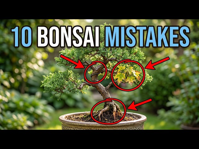 Ten Bonsai Beginner Mistakes (And How To Avoid Them)