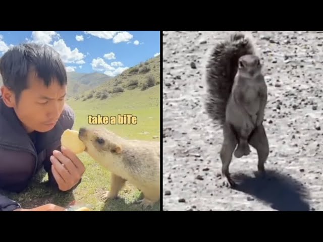 Best Animal Voiceovers (2024)