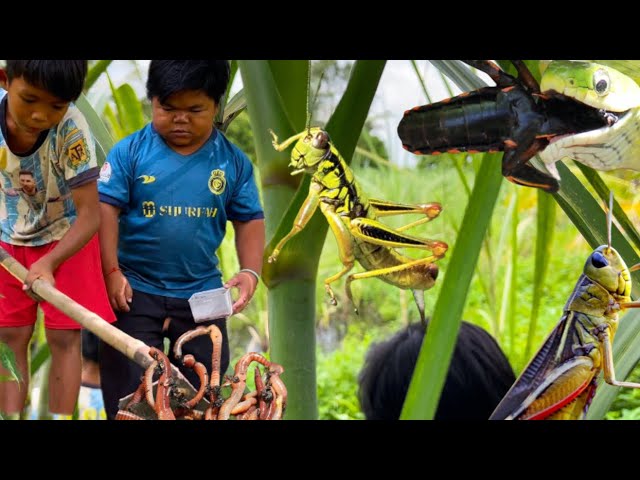 Good day, catch a lot of insects, worms, insects Small Insects