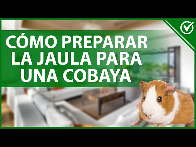 🐹 How to Set Up a Guinea Pig Cage - Don't Miss Anything 🐹
