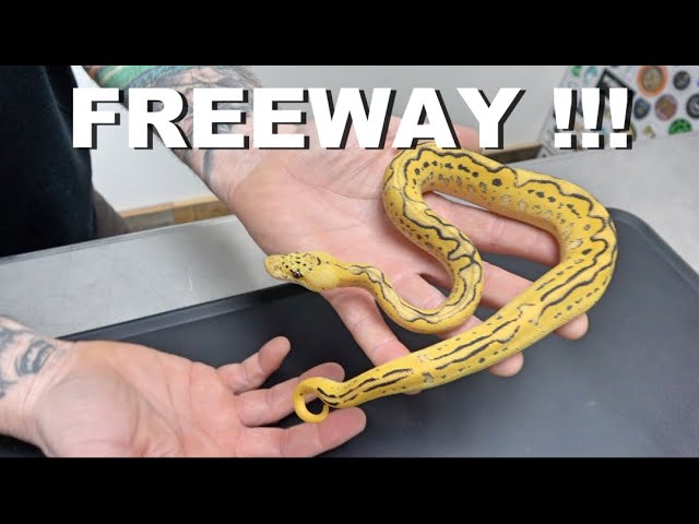 **Featured Morph ** Freeway Ball Python !! 2021