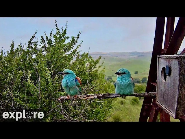 LIVE European Roller Cam: Nest Entrance & Perch - Italy | explore.org