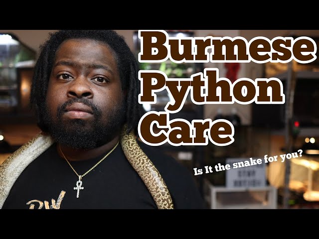 Is A Burmese Python Right For You | Burmese Python Care