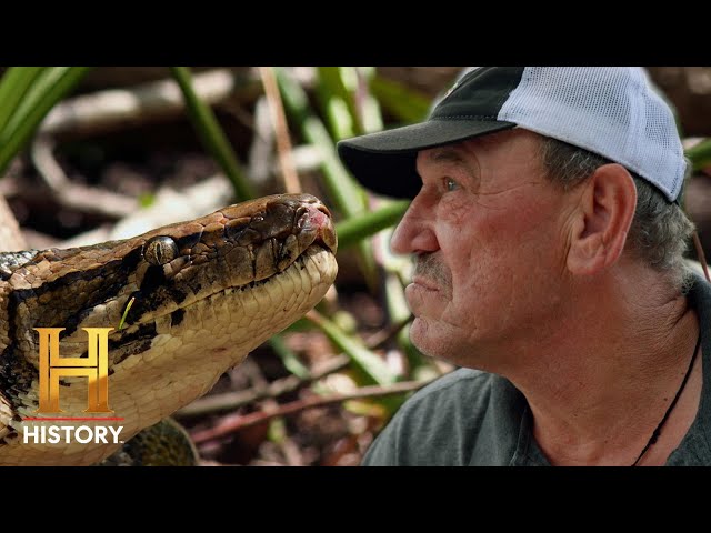 Python DESTROYS Everything in Her Path | Swamp People: Serpent Invasion (Season 4) | History