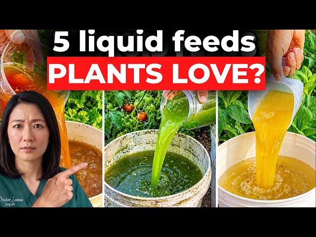 Even Dead Plants Come Back to Life! 5 Natural Fertilizers That Work Instantly
