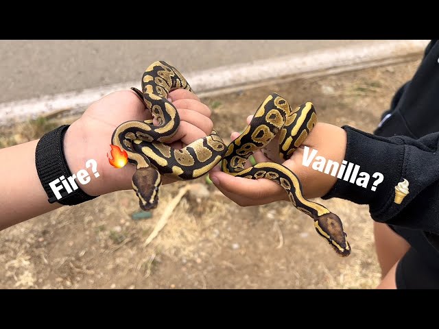 Ball Pythons Updates: het Monsoon, new Rack, Ovulations, Clutch 1, 1000g Wall