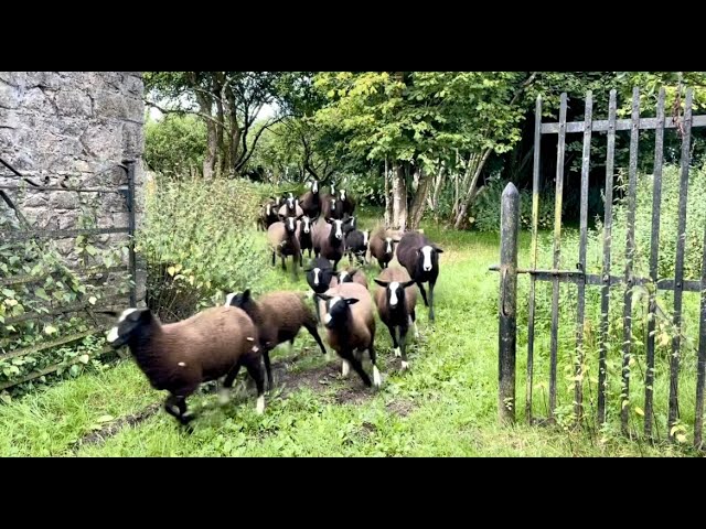 Most Lambs stampede but a few get lost amongst towering nettles