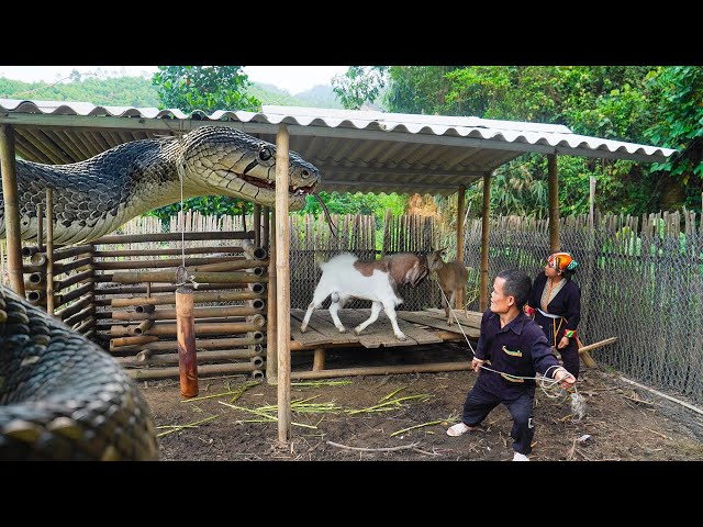 Dwarf Family Primitive Life: Rescue Farm from Giant Python Attack - Miraculous Rescue