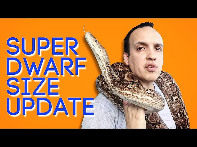Super Dwarf Reticulated Python | How big do they get? (2020)