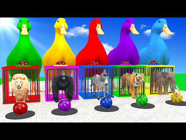 Long Slide Game With Lion Gorilla Zebra Tiger Elephant 3d Animal Game - Funny 3d Animals
