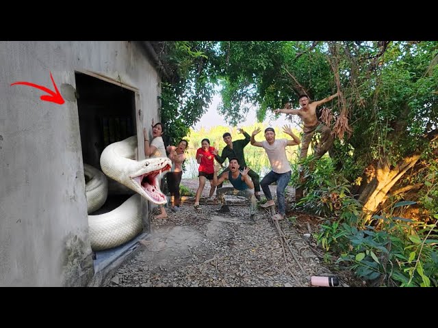 Top 3 video of brave soldiers using high-tech snake detectors to find python nests.