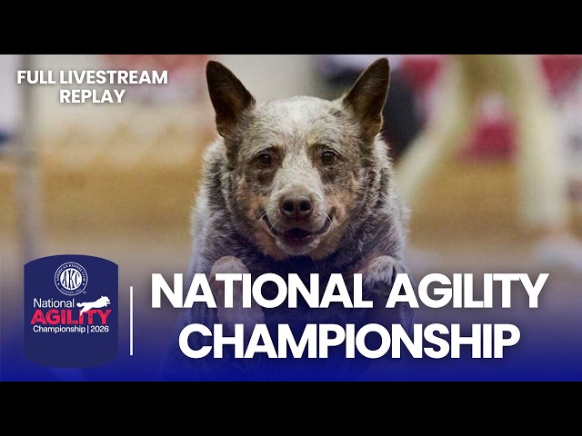 2026 AKC National Agility Championship | Full Livestream Replay