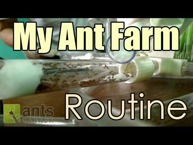 Time Lapse - My Ant Farm Routine