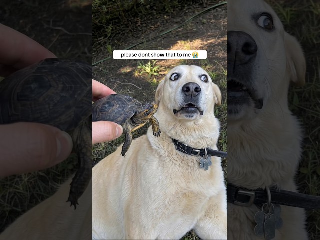 He really tried to ignore the turtle until it did something interesting. 😭  #pets #dogs #funnydogs
