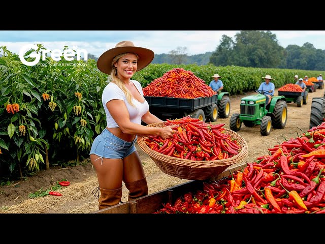 Chilli Farm - How to MILLIONS of tonts Chilli Harvested & Processed | Agriculture Technology