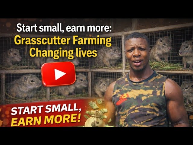 Start Small, Earn More: The Grasscutter Farming Journey