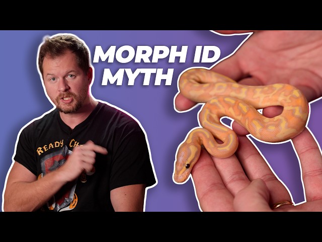 When it Matters, Visual Morph IDs Don't | #ballpython #snake #reptiles