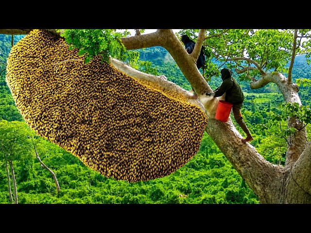 UNBELIEVABLE! Brave Man's Most Dangerous Climb on Giant Tree for Wild Honey
