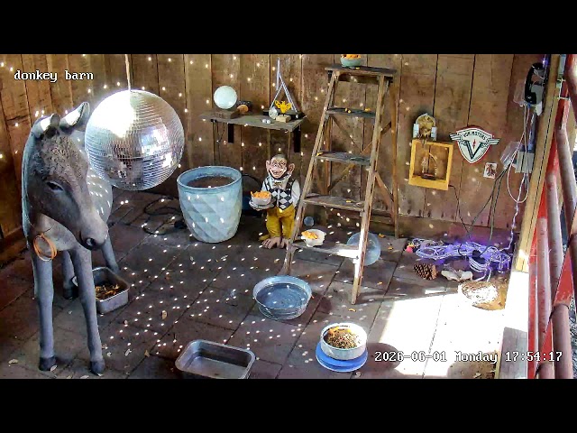 Donkey Barn Forever!