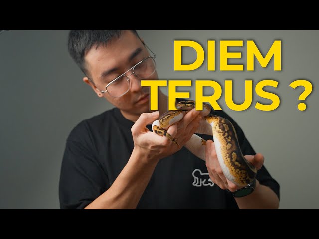 WHY IS YOUR BALL PYTHON SO QUIET? Here's the Explanation!