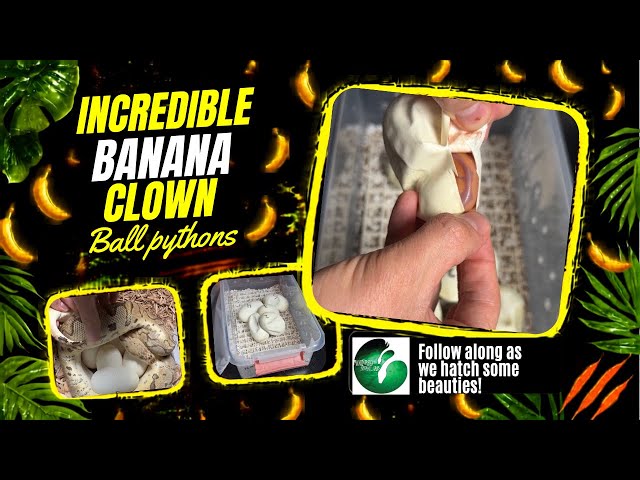 Hatching Banana Clown Ball Pythons! 