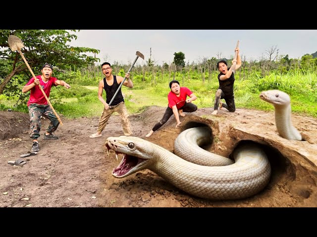 Experts Bravely Dig Up and Capture a Giant White Python