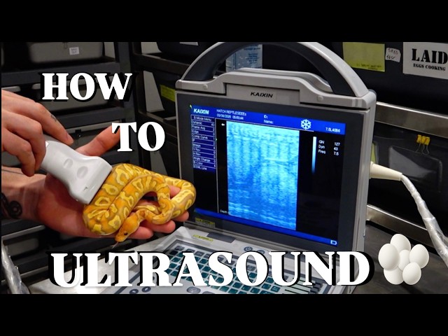 Ultrasounding Ball Pythons Tips and Tricks!