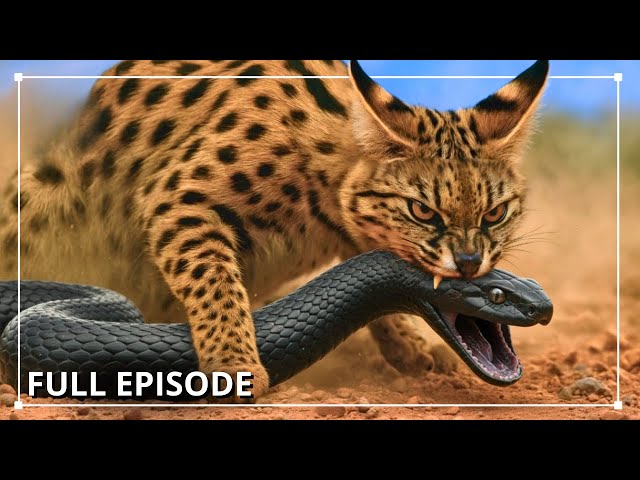 Africa’s Silent Predators: When Big Cats and Snakes Share the Same Land