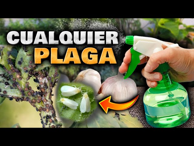KILL BUGS and PESTS with this HOMEMADE GARLIC INSECTICIDE for PLANTS | Homemade GARLIC Pesticide