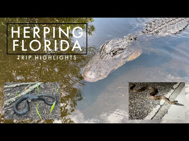 FLORIDA HERPING! Got up close with an ALLIGATORS!