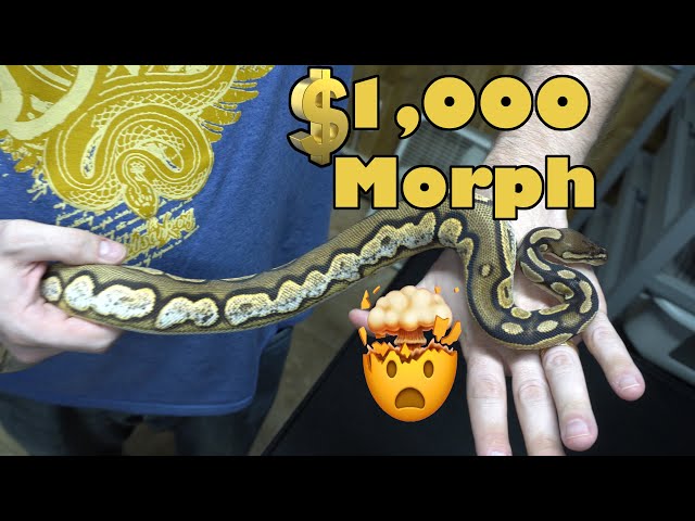$1,000 Python Morph!  And Remembering Forrest Fanning...