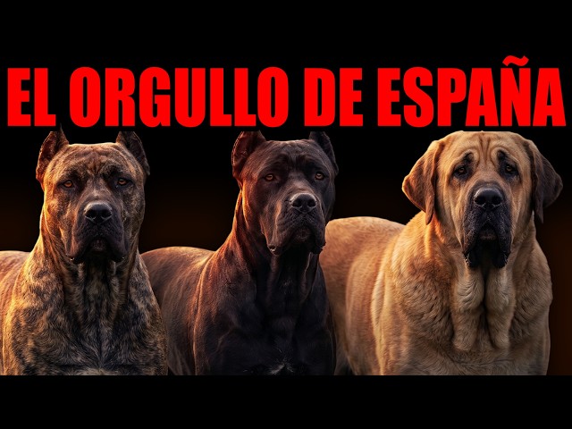 The 7 Most Powerful Dogs in Spain — One Conquered America