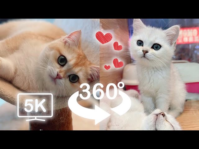 Cute Baby Cat Falls When He Was Exploring New House | VR 360 Cat Video | 4K | Virtual Reality