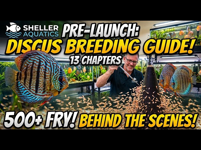 How I Made $25k From ONE Discus Male + Fish Room Tour!