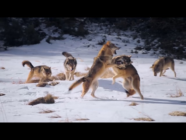 The Snow Wolf - Survival depends on solidarity.