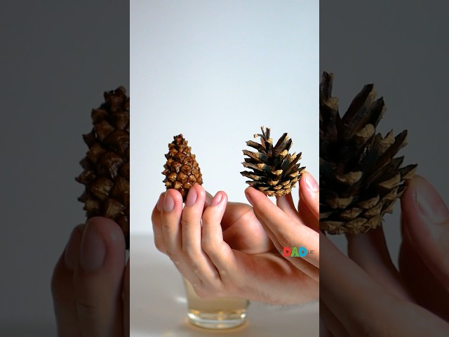 Pine cone secret you must learn - Cool Science #experiment