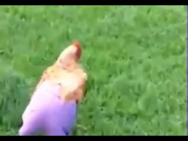 Chickens with Pants | Of Montreal mashup