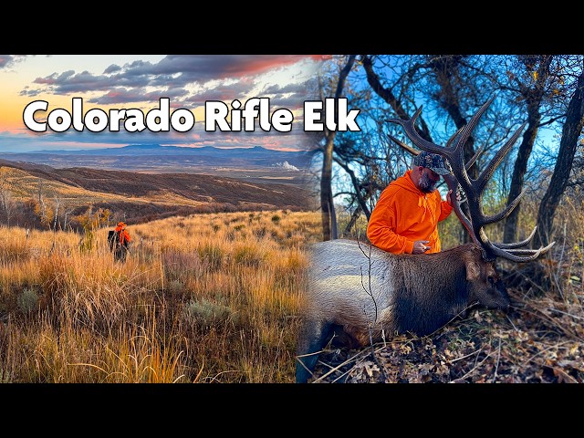 Colorado Rifle Elk Hunt - Huge Bull!