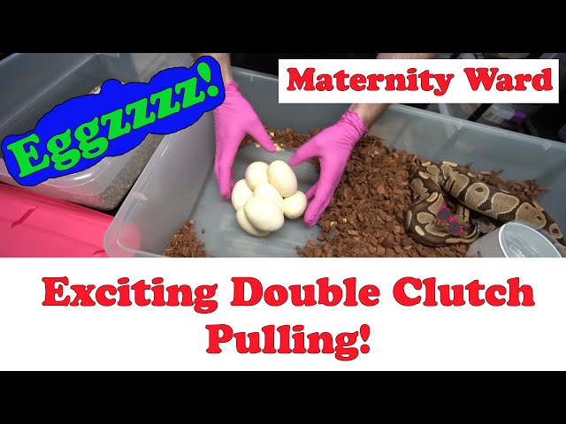 Exciting Double Clutch Pulling! Eggzzz!