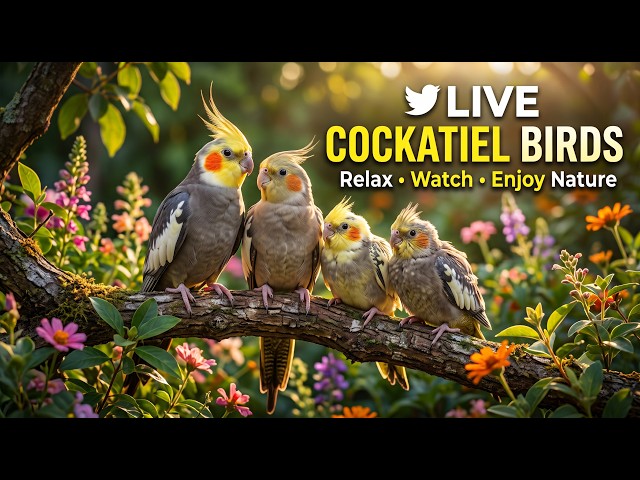 🔴Live Cockatiel Bird Sound - Bird Fun with Talk 🦜 |  Relaxation - The Cockatiel Bird Club