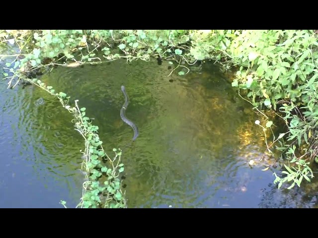 Big water snake hunts for food in the water at Fenney springs in The Villages, Florida