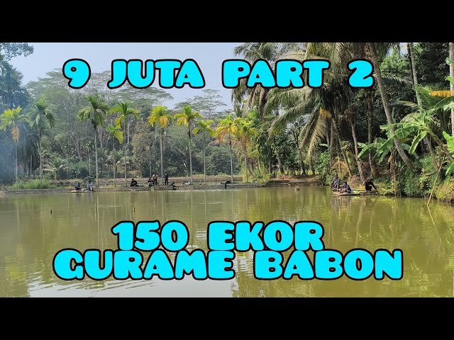First time fishing for giant gourami and hitting the jackpot!! at the 9 million [IDR] pay-to-fish...