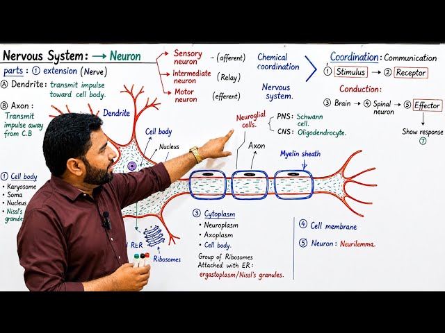 Nervous system | Neuron | Types of Neuron | coordination and control | Class 12 Biology | MDCAT|