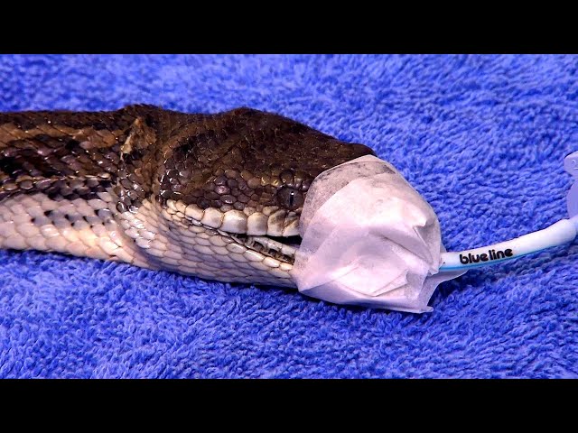 Dehydrated Python Rescue at RSPCA + Rare Keelback vs Cane Toad