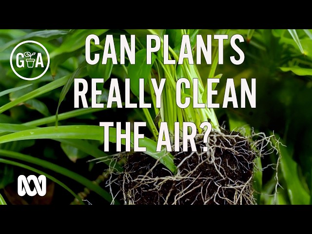 The Rhizosphere: How Indoor Plants Really Clean the Air | Gardening Australia