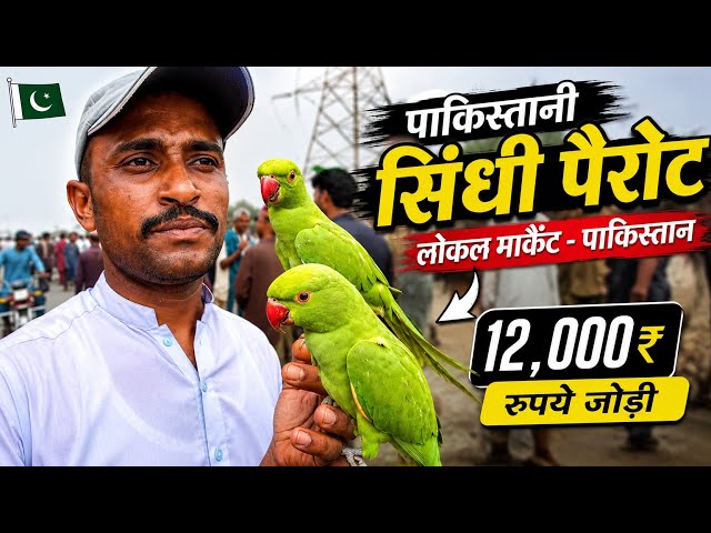 Pakistan Local Market | Sindhi Parrot Pair for Just Rs. 12,000 | Cows, Goats & More!
