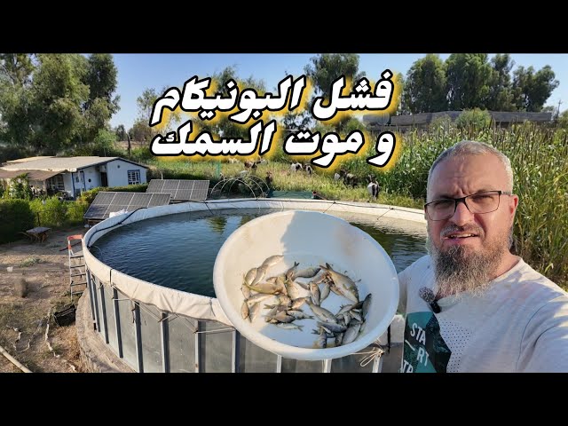 Why Fish Die in Intensive Farming Tanks, Why Panicum Fails as a Grain Substitute, and How to Make...