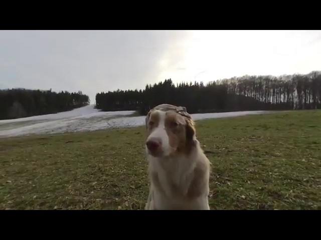 3D Meet the Animals: Meet The Cool Dog Miley in 3D  [VR180]